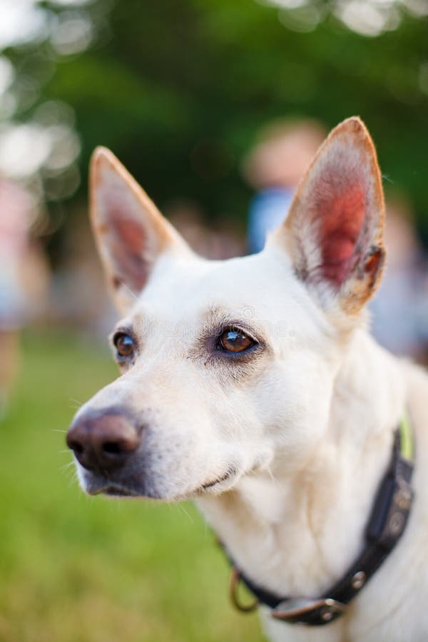 Collare Anti-tiro Per Cani Con Cinturino Di Sicurezza - Cavezza Comoda Per Passeggiate Senza Strattoni - Foto 6