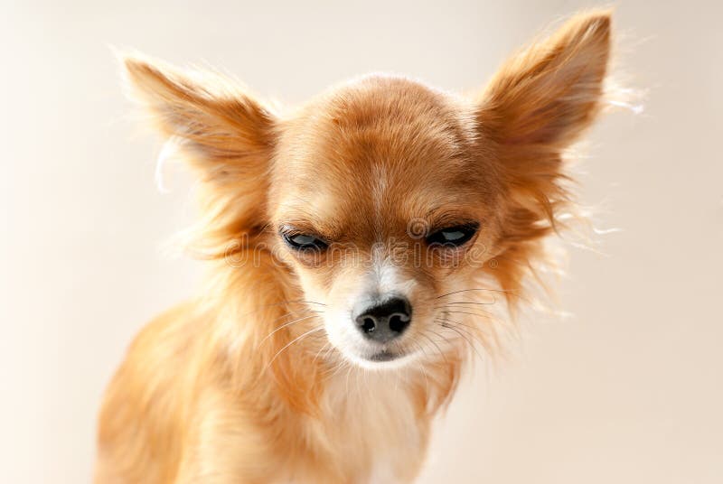 Testa Di Cane Della Chihuahua Con L Espressione Contrariata Fotografia Stock Immagine Di
