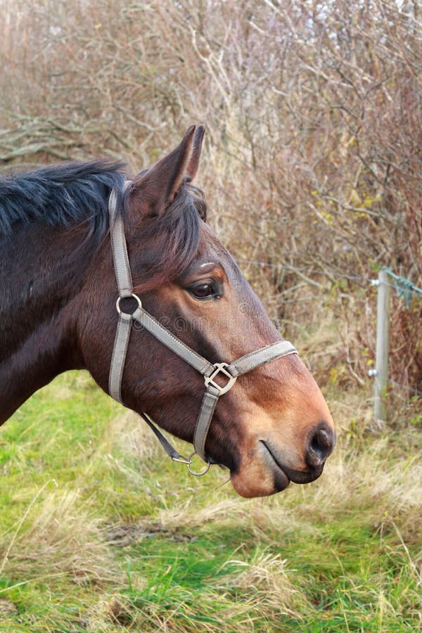 Testa di cavallo di Brown nel profilo immagini stock Testa di cavallo di Brown nel profilo immagini stock