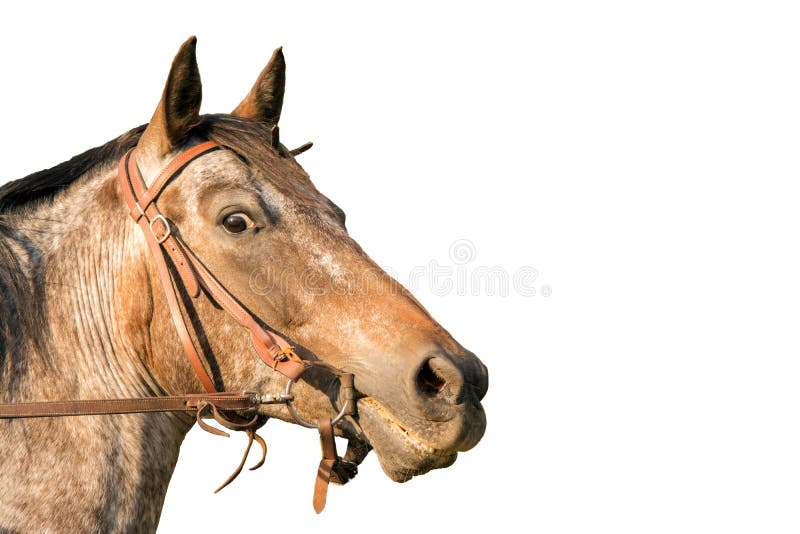 Testa di cavallo un cavallo quarto fotografia stock Testa di cavallo un cavallo quarto fotografia stock