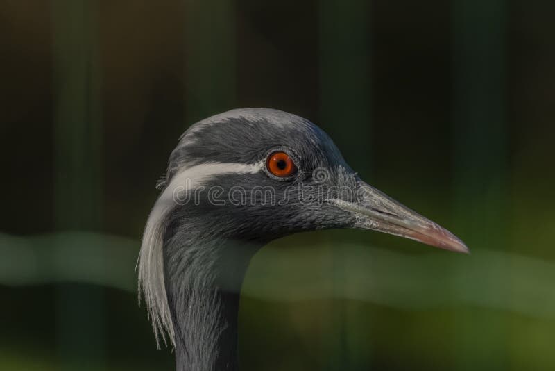 Grus virgo bird head with color eye and long beak in summer sunny color morning. Grus virgo bird head with color eye and long beak in summer sunny color morning
