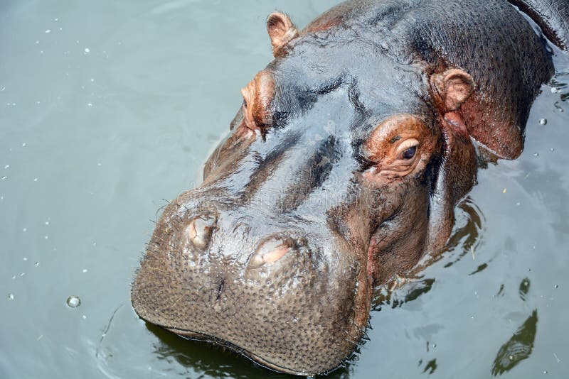 Testa di un primo piano enorme dell'ippopotamo. La testa di un primo piano dell'ippopotamo nello stagno dello zoo