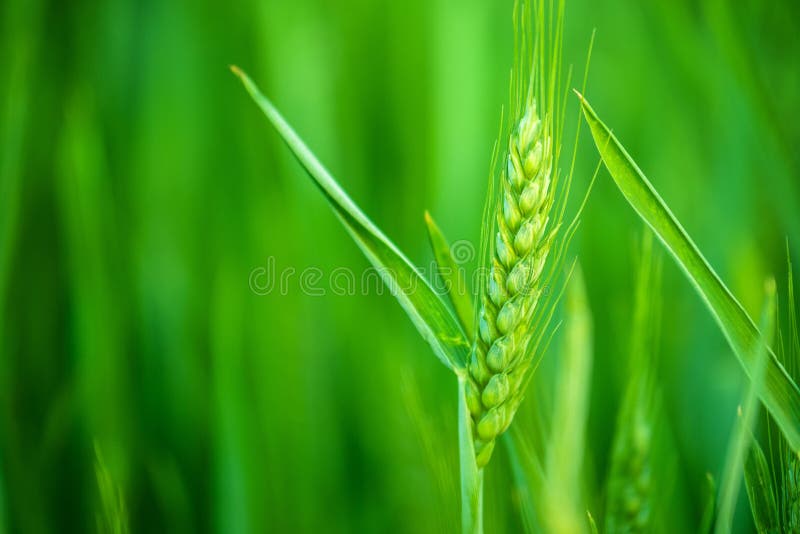 Testa verde del grano nel campo agricolo coltivato