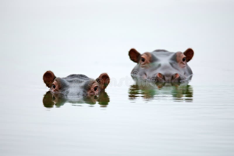 Teste dell'ippopotamo Teste dell'ippopotamo