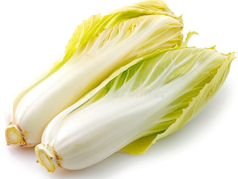 Teste di cicoria fresche isolate su fondo bianco. verdure verdi sane comunemente utilizzate nelle insalate e nei piatti culinari royalty illustrazione gratis