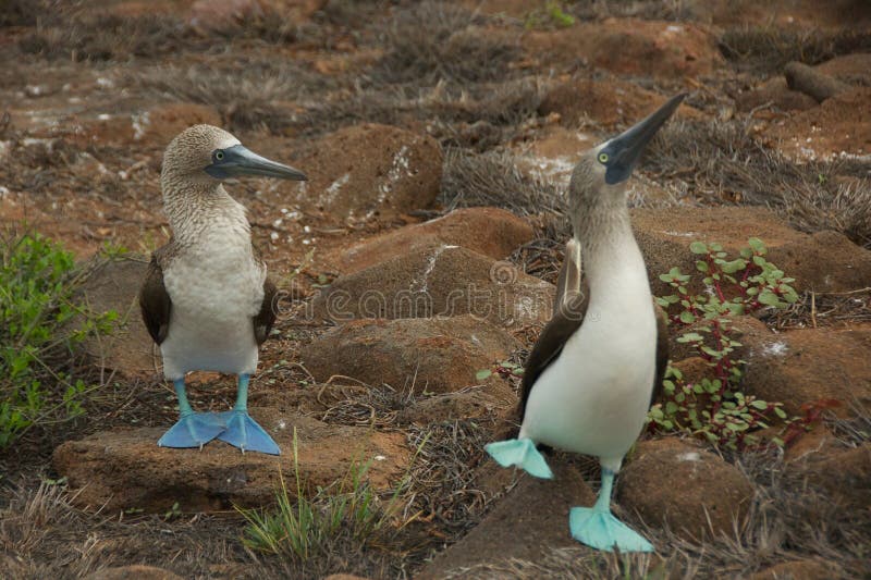 teste di legno Blu-footed che ballano nelle isole Galapagos immagini stock libere da diritti teste di legno Blu-footed che ballano nelle isole Galapagos immagini stock libere da diritti