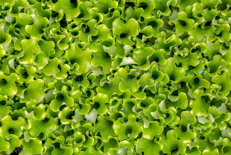 Teste padrão bonito das folhas de uma alface fotografia de stock Teste padrão bonito das folhas de uma alface fotografia de stock