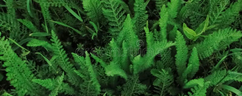 Teste padrão bonito para a bandeira com uma planta verde ilustração royalty free Teste padrão bonito para a bandeira com uma planta verde ilustração royalty free