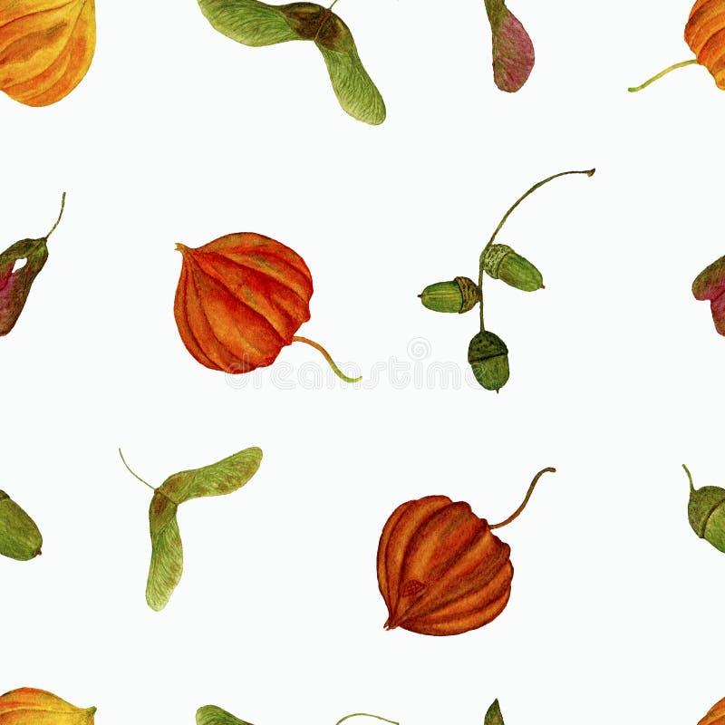 Teste padrão do outono da aquarela com as sementes do physalis, da bolota e do bordo ilustração stock Teste padrão do outono da aquarela com as sementes do physalis, da bolota e do bordo ilustração stock