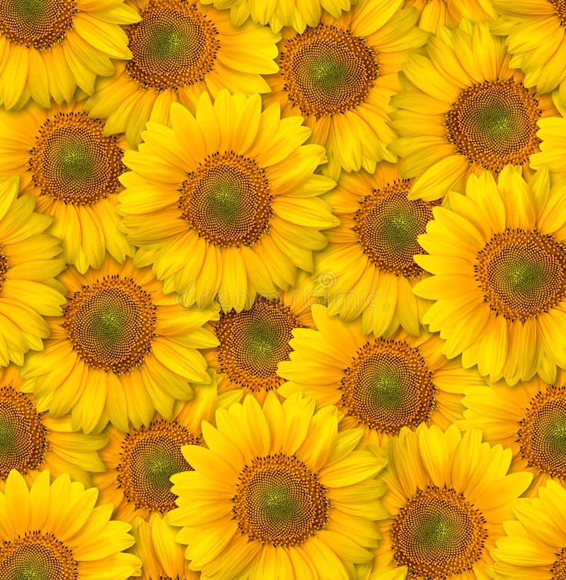 Teste padrão floral sem emenda Arranjo caótico das flores Decorat imagem de stock Teste padrão floral sem emenda Arranjo caótico das flores Decorat imagem de stock