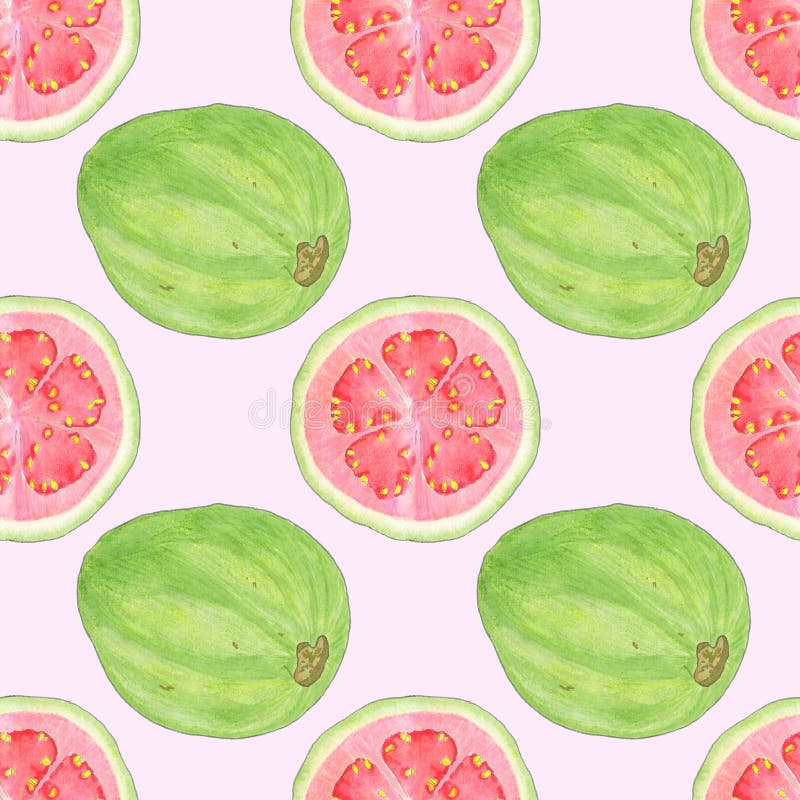 Guava or guayaba. Seamless pattern with hand-drawn tropical fruit - psidium on the pink background. Real watercolor illustration. Guava or guayaba. Seamless pattern with hand-drawn tropical fruit - psidium on the pink background. Real watercolor illustration