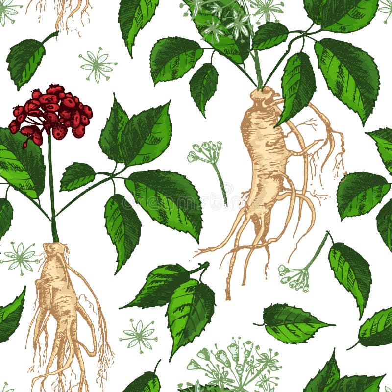 Teste padrão sem emenda da cor do esboço botânico realístico da tinta com a raiz, as flores e as bagas do ginsém isoladas no bran ilustração royalty free Teste padrão sem emenda da cor do esboço botânico realístico da tinta com a raiz, as flores e as bagas do ginsém isoladas no bran ilustração royalty free
