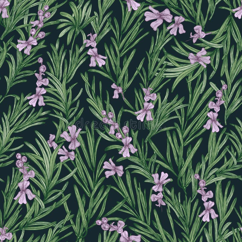 Teste padrão sem emenda floral com alecrins de florescência no fundo preto Contexto com a erva aromática selvagem vetor botânico ilustração royalty free Teste padrão sem emenda floral com alecrins de florescência no fundo preto Contexto com a erva aromática selvagem vetor botânico ilustração royalty free