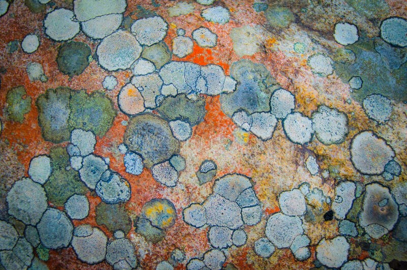 Testes padrões do musgo em uma pedra