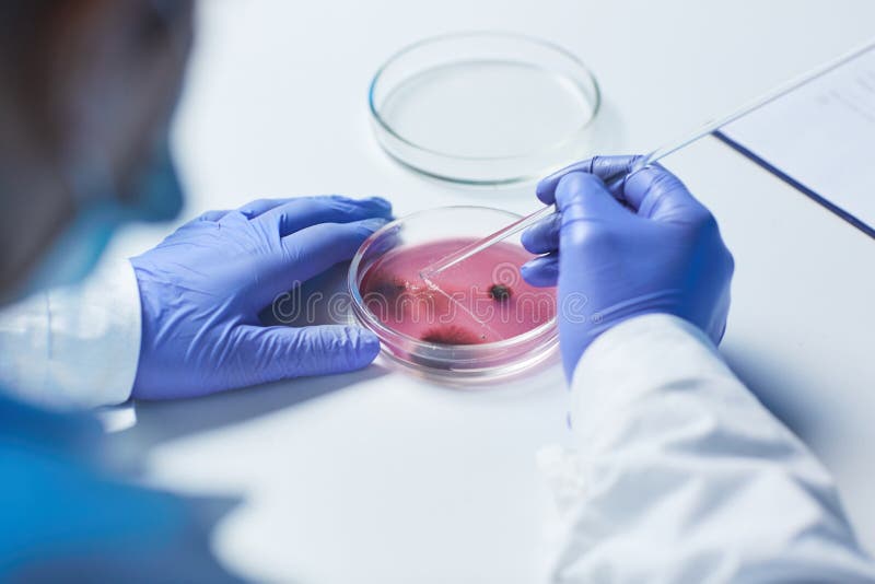Testing Purple Sample in Microbiological Laboratory Stock Image Image