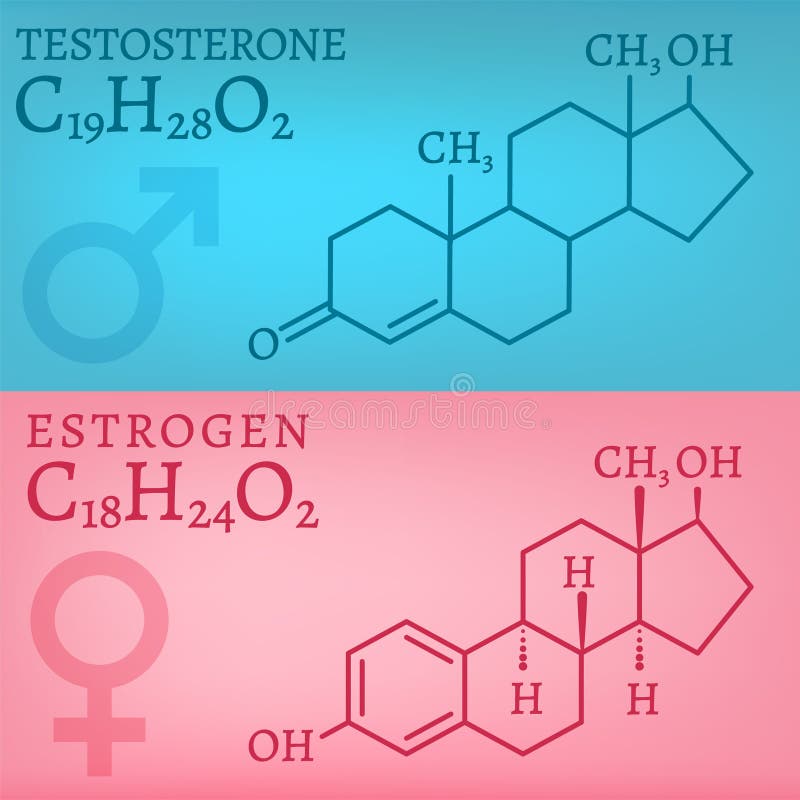 Testosterona y estrógeno