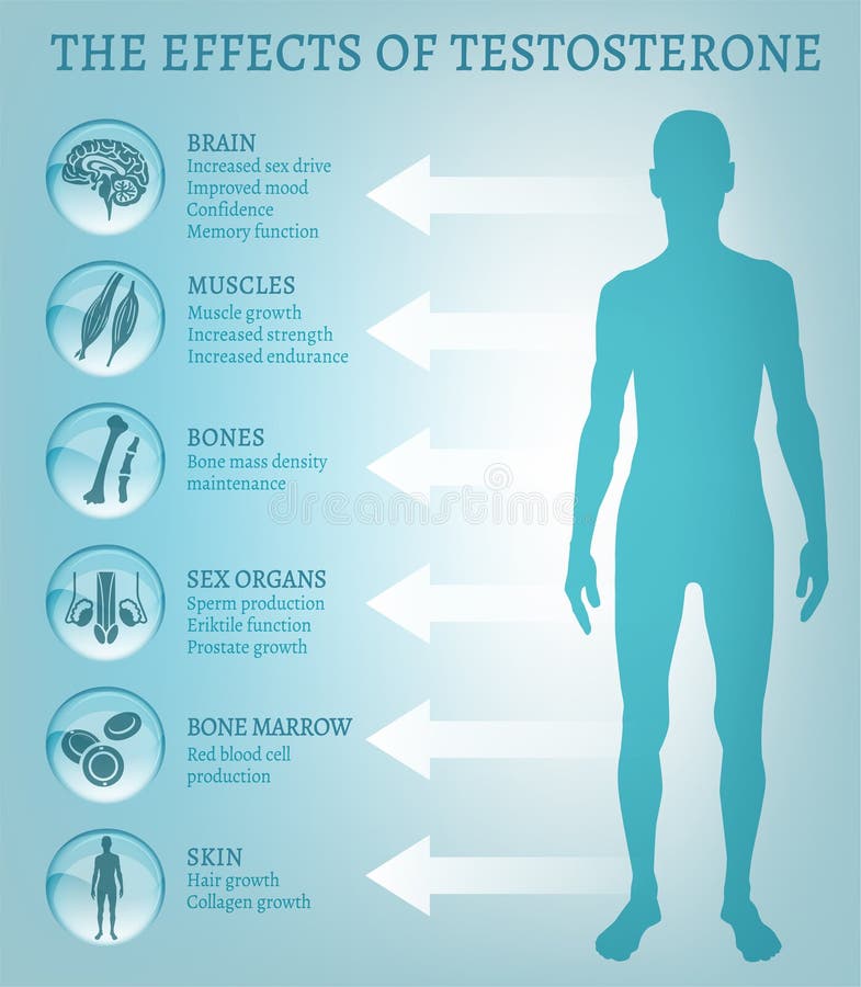 Testosterone Effects Infographics Stock Vector Illustration Of