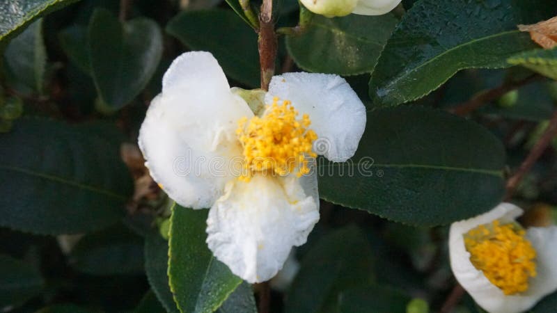 Testrädets blommor på gården royaltyfri bild Testrädets blommor på gården royaltyfri bild