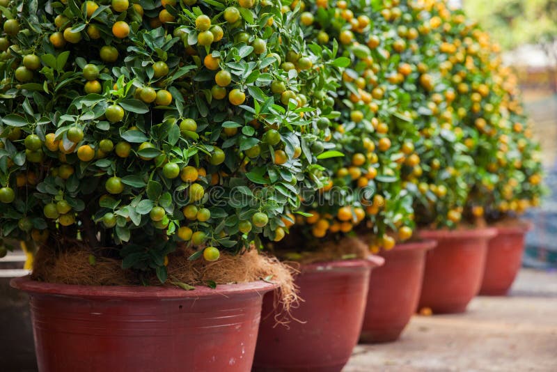 Tet Kumquat drzewa symbole Księżycowi nowy rok wakacje zdjęcie stock
