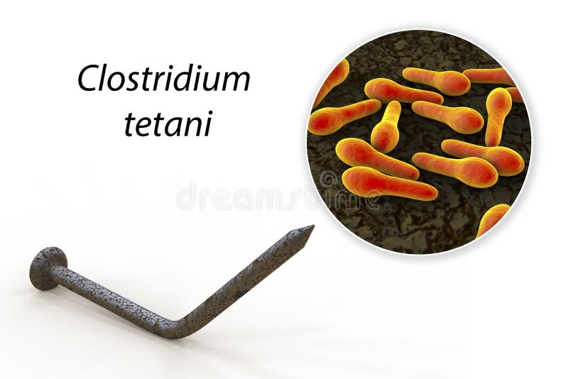 Tetanus. Bacteria Clostridium Tetani and Rusty Metal Nail Stock