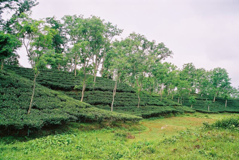 Teträdgård på Sylhet, Bangladesh arkivbilder Teträdgård på Sylhet, Bangladesh arkivbilder