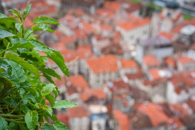 Tetti piastrellati rossi Defocused delle case di vecchia città di Cattaro fotografie stock Tetti piastrellati rossi Defocused delle case di vecchia città di Cattaro fotografie stock