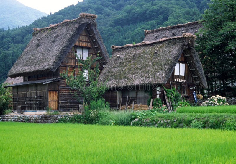 The steep thatched roofs of some old farmhouses, Ogimachi Japan, built to withstand the harsh snowy winters. The steep thatched roofs of some old farmhouses, Ogimachi Japan, built to withstand the harsh snowy winters.