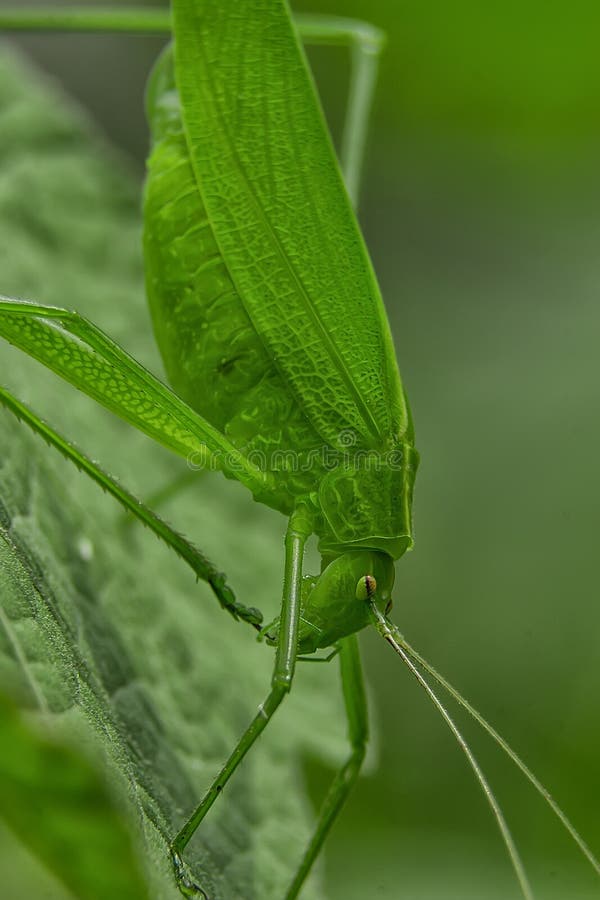 Tettigoniidae/ Katydids or bush crickets
