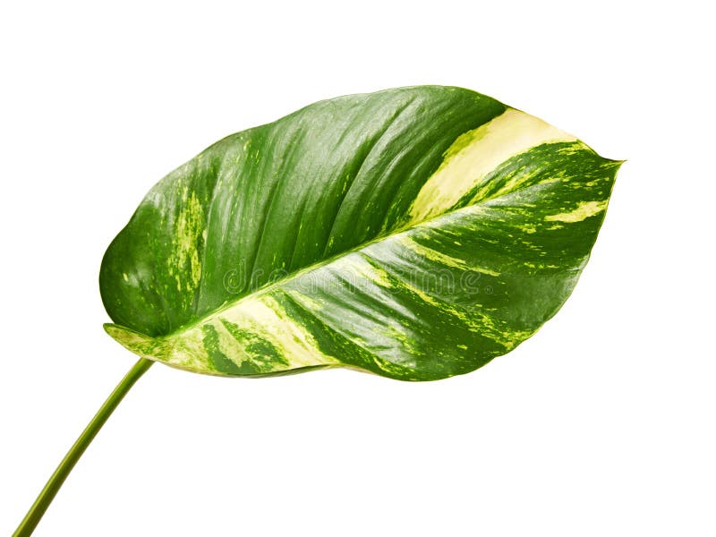 Teufel ` s Efeu, goldener Pothos, Epipremnum aureum, Herz formte Blattrebe mit den gro?en Bl?ttern, die auf wei?em Hintergrund, m lizenzfreie stockfotografie Teufel ` s Efeu, goldener Pothos, Epipremnum aureum, Herz formte Blattrebe mit den gro?en Bl?ttern, die auf wei?em Hintergrund, m lizenzfreie stockfotografie