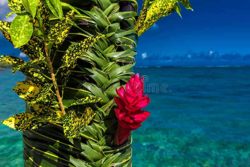 Teuila red flower agains beach on Samoa Islands