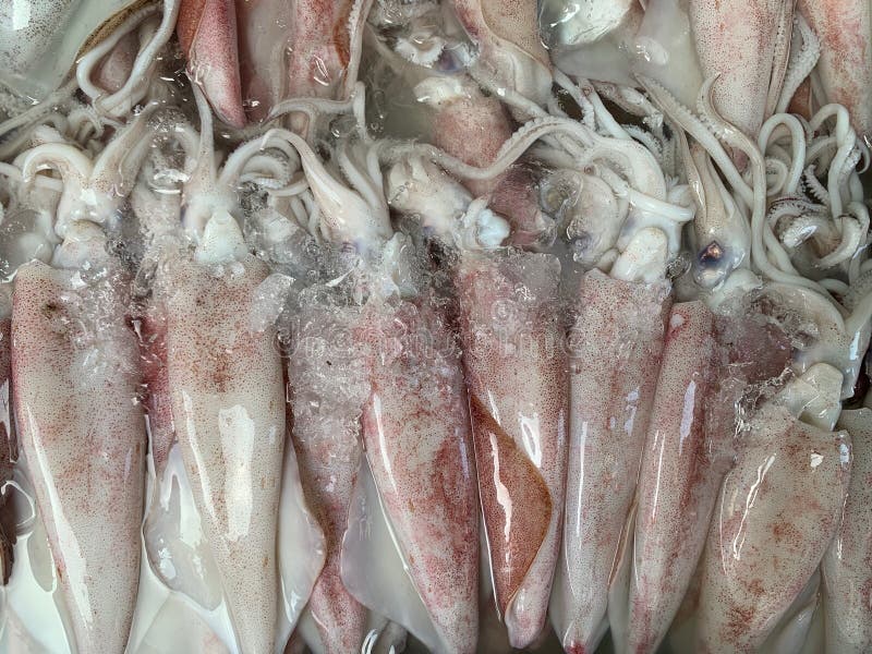 Teuthida, Kalmar wird auf Eisbehälter in die neuen Meeresfrüchtemärkte gelegt, cholesterinreich lizenzfreie stockfotos Teuthida, Kalmar wird auf Eisbehälter in die neuen Meeresfrüchtemärkte gelegt, cholesterinreich lizenzfreie stockfotos