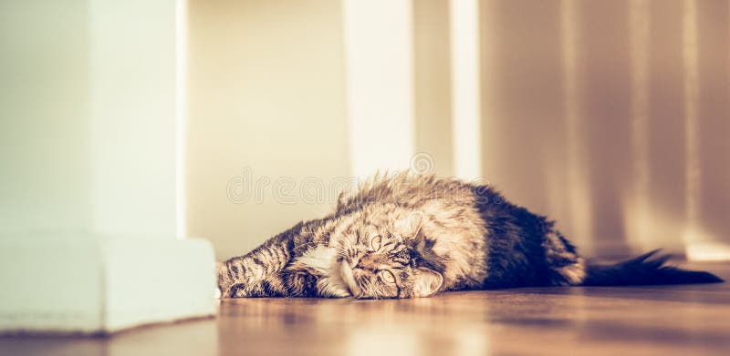 Tevreden pluizige kat die op de parketvloer liggen en de camera bekijken stock foto Tevreden pluizige kat die op de parketvloer liggen en de camera bekijken stock foto