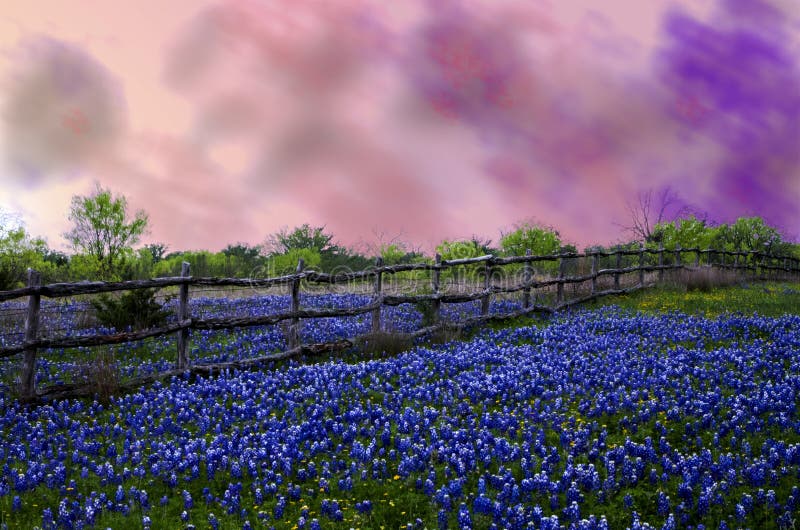 Texas blue bonnets under a stormy sky. Purple storm clouds rolling over a twilight field of Texas blue bonnets with a pole fence running through it royalty free stock image