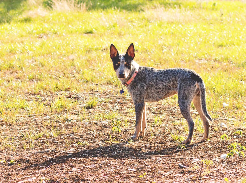 Texas Blue Heelerveehond stock afbeelding. Image of daling 106058699