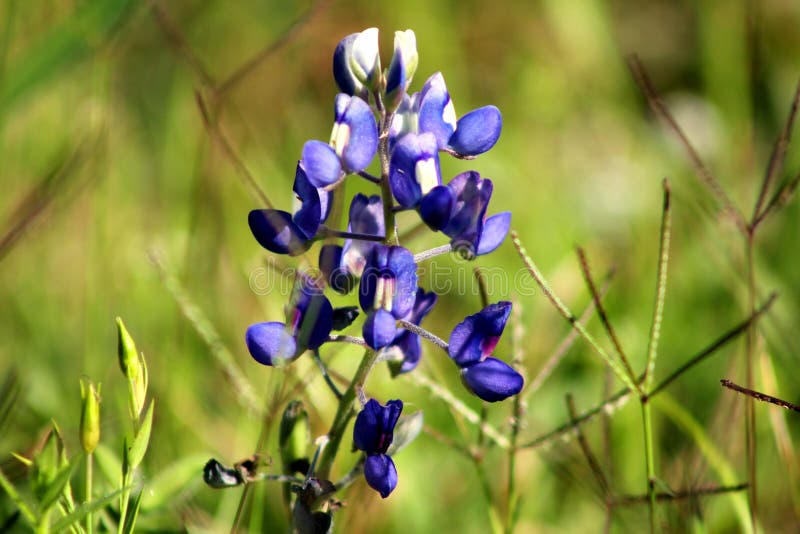 Texas bluebonnet royalty-vrije stock afbeeldingen Texas bluebonnet royalty-vrije stock afbeeldingen