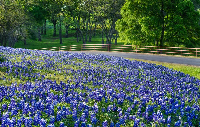 Texas bluebonnet field along country road royalty free stock photos Texas bluebonnet field along country road royalty free stock photos