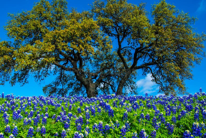 Texas Bluebonnet Flowers with a big tree in central texas in spring time as the rains come all the wildflowers come out. Deep blue and purple flowers with white tops and green stems. wonderful spring time in texas. Texas Bluebonnet Flowers with a big tree in central texas in spring time as the rains come all the wildflowers come out. Deep blue and purple flowers with white tops and green stems. wonderful spring time in texas.
