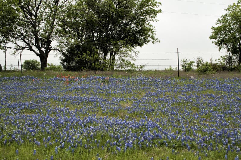 Texas Bluebonnet Wildflower Hillside