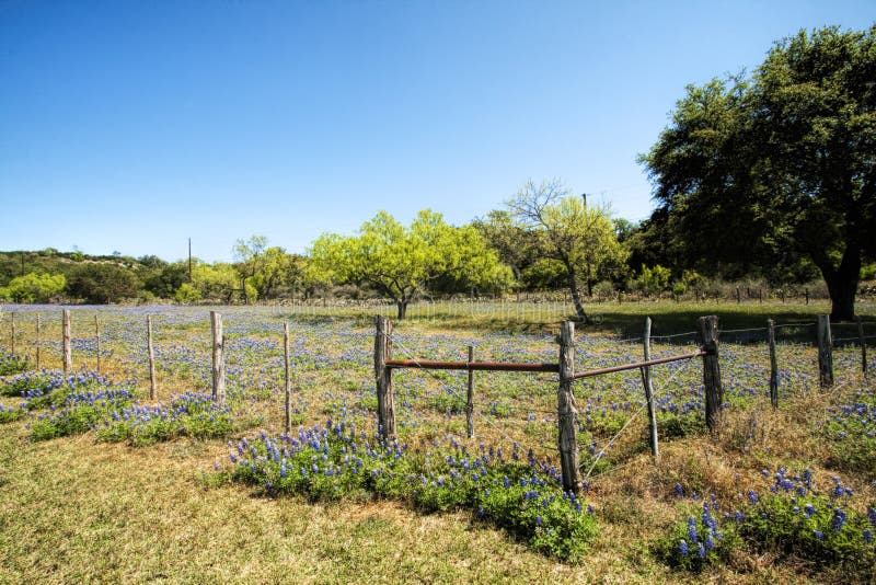 Texas Bluebonnet Wildflower Landscape