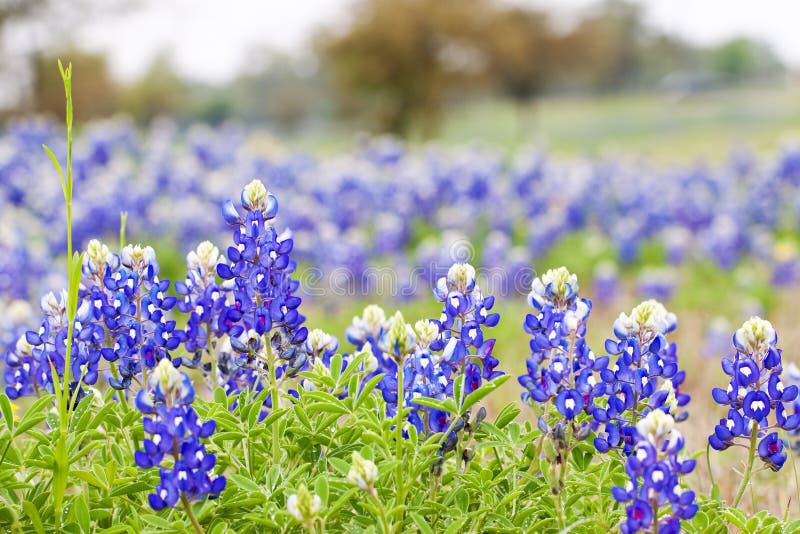 Texas Wildflowers Stock Image Image of state, flowers