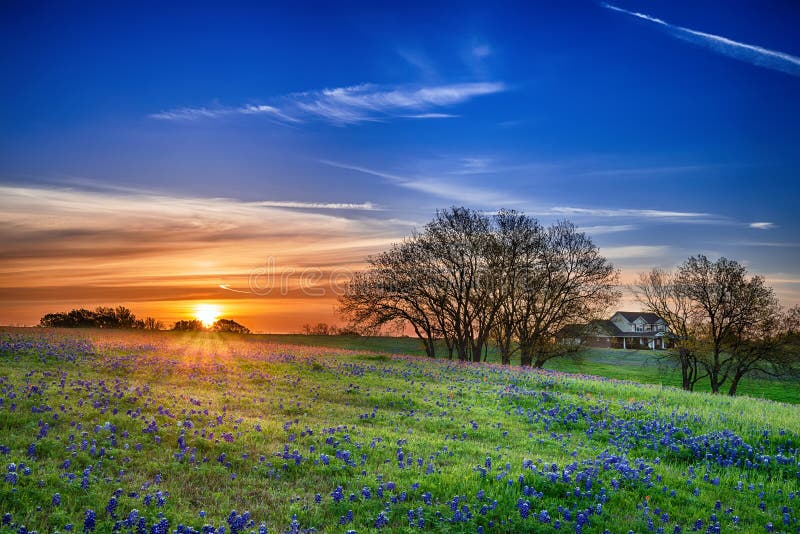 Texas bluebonnet spring wildflower field at sunrise. Texas bluebonnet spring wildflower field at sunrise