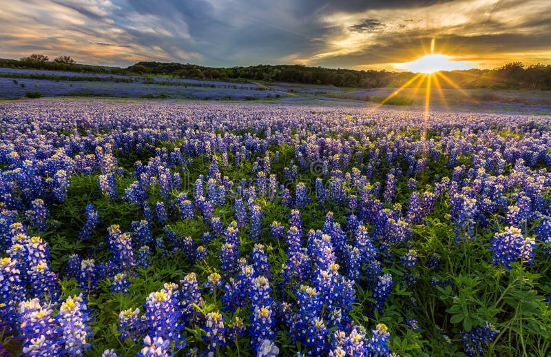 Texas-Bluebonnetfeld im Sonnenuntergang an der Muleshoe-Biegungs-Erholung sind