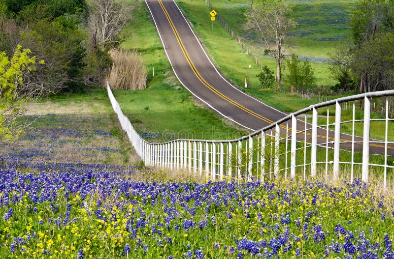 Texas bluebonnets along the road side stock photos Texas bluebonnets along the road side stock photos