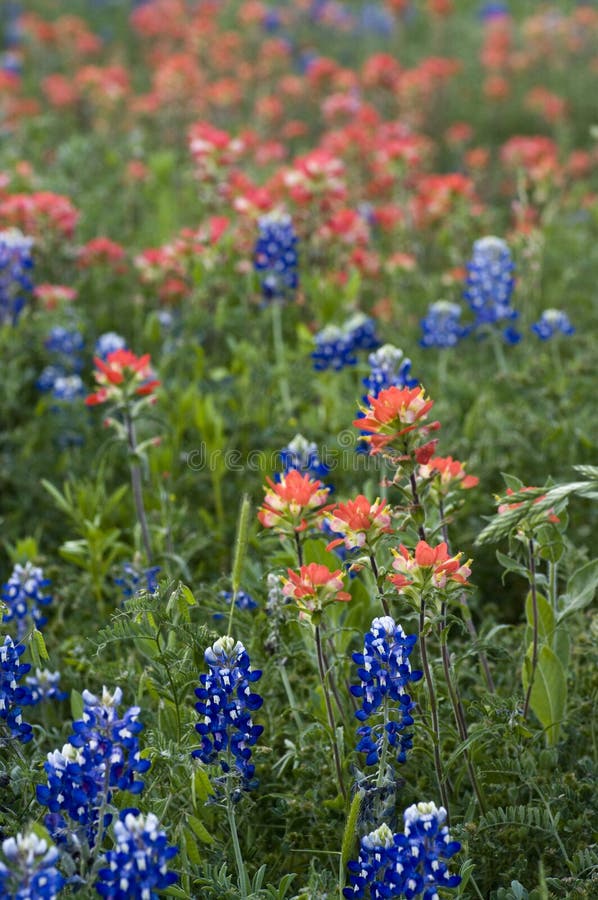 Texas Bluebonnets & Indian Paint Brushes