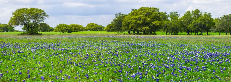 Texas Bluebonnets Panorama stock photo Texas Bluebonnets Panorama stock photo