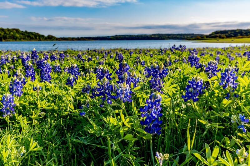 A Closeup Wide-angle View of a Field of Beautiful Famous Texas Bluebonnet (Lupinus texensis) Wildflowers at Muleshoe Bend on Lake Travis in Texas. A Closeup Wide-angle View of a Field of Beautiful Famous Texas Bluebonnet (Lupinus texensis) Wildflowers at Muleshoe Bend on Lake Travis in Texas.