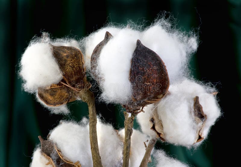 Texas Cotton Plant stockbild. Bild von bauernhof, flaumig 120795033