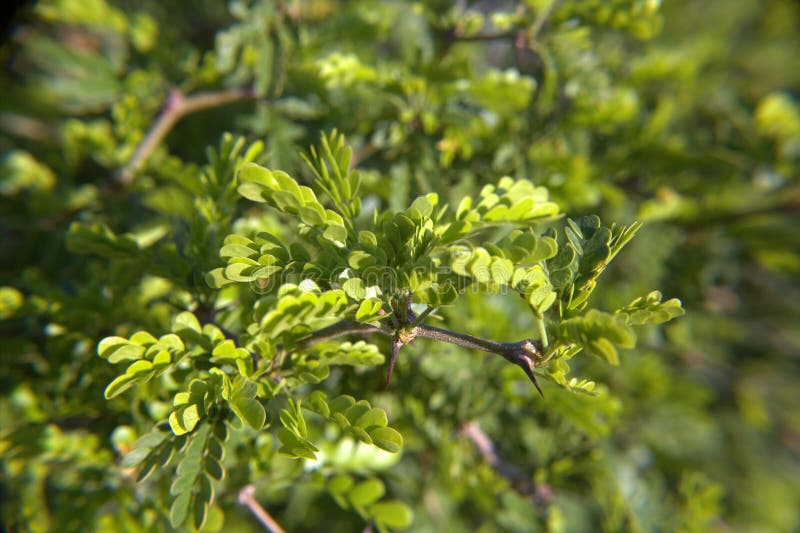 Ebenholzbaum (Diospyios rhodcalyx) Stockfoto Bild von ebenholz