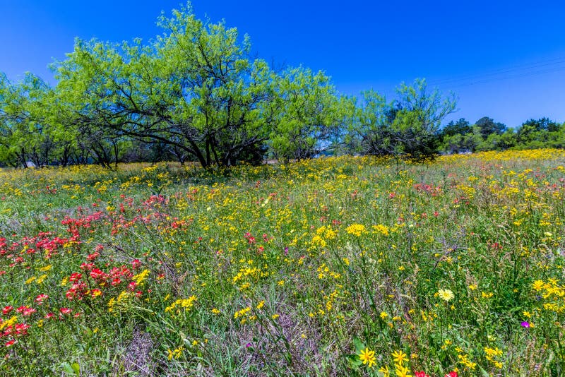 Texas Field Full einer Vielzahl der schönen Wildflowers stockfoto Texas Field Full einer Vielzahl der schönen Wildflowers stockfoto