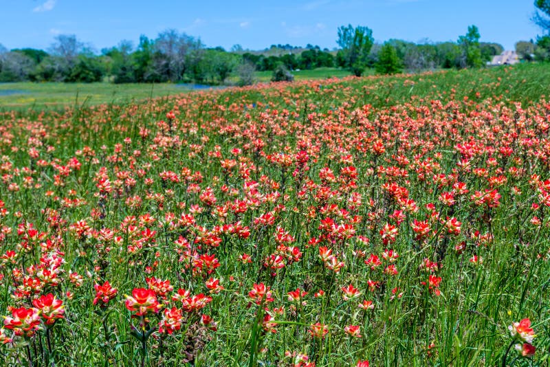 Texas Field voll des Leuchtorange-indischen Malerpinsels stockfotos Texas Field voll des Leuchtorange-indischen Malerpinsels stockfotos